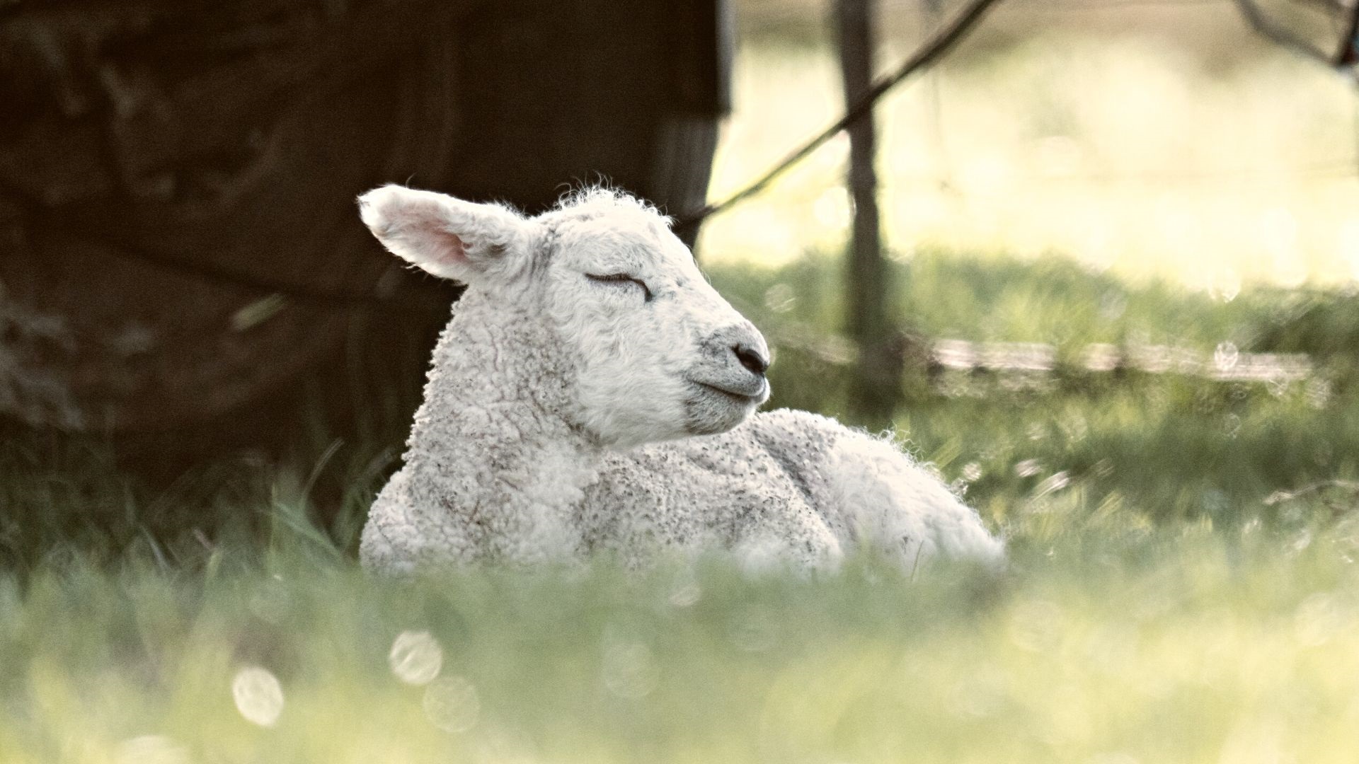 lamb janje jaganjac unsplash naslovna