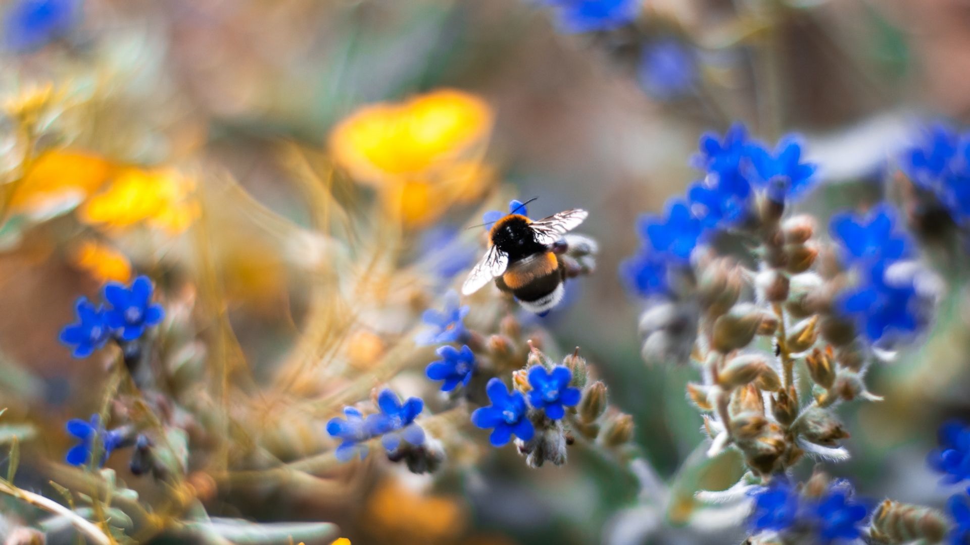 priroda bumbar cvijeće unsplash